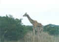 Giraffe3.jpg (41073 バイト)
